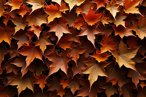 Vibrant autumn leaves displaying fie, a Nature Photo by Artonix