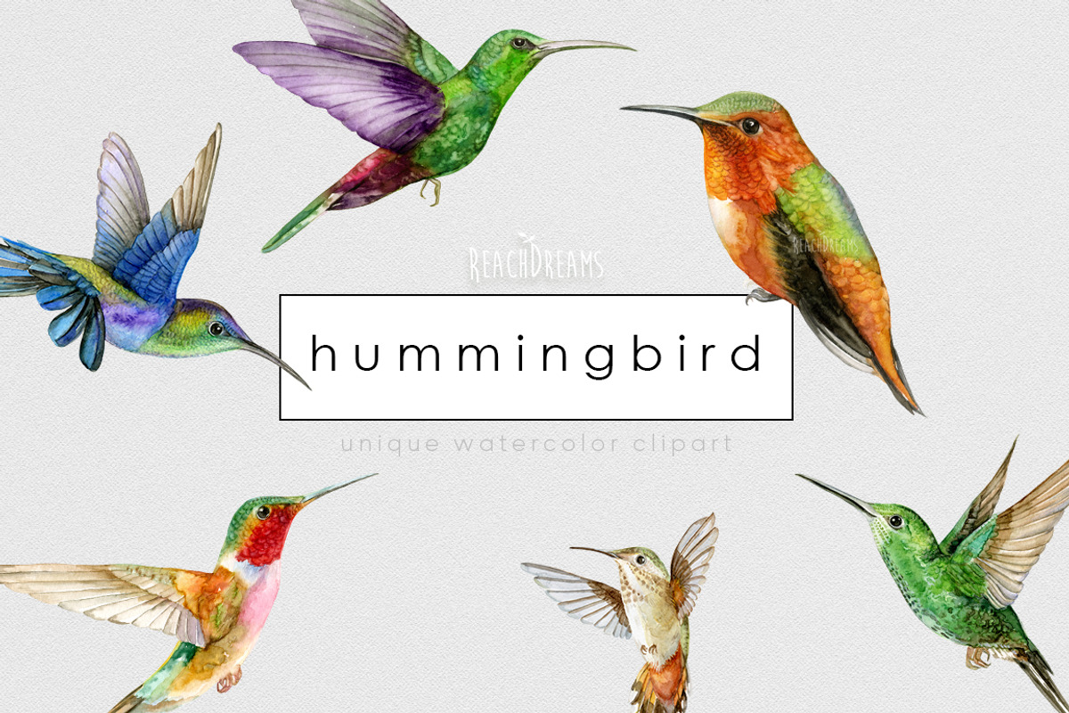 Watercolor Hummingbird clipart, an Animal Illustration by ReachDreams (Photo 1 of 3)