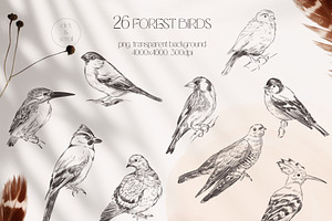 FOREST BIRDS Sketches Collection