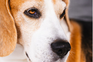 Adult Beagle dog portrait closeup, an Animal Photo by MadPhotos
