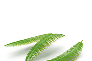 Palm branch, an Environmental 3D Model by AndrewWhite (Thumbnail 10 of 10)