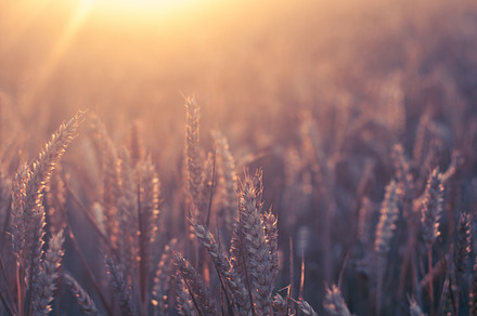 Wheat in early morning sun