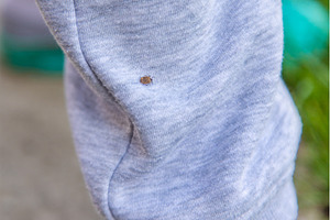 Tick on human clothing. Selective, an Animal Photo by yanadjana