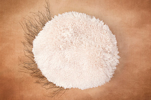 Newborn backdrop twig circle featuring newborn, baby, and child