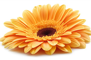 Vibrant orange gerbera daisy, a Nature Photo by MistyDay