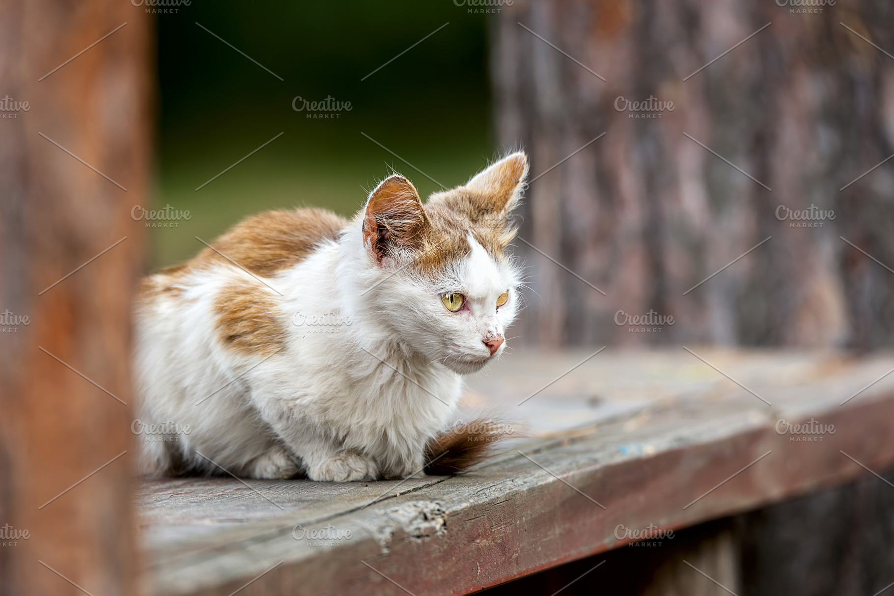 red fluffy cat lies on a wooden fenc, an Animal Photo by AlexBush