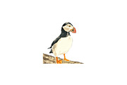 Puffins Seabird  paintings clipart, an Illustration by Doggy Days (Thumbnail 2 of 6)