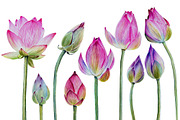 Watercolor lotuses collection, an Illustration by Verlena's Corner (Thumbnail 2 of 7)