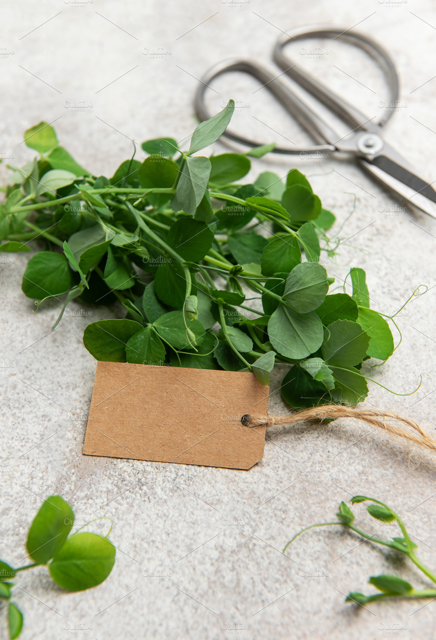 Fresh pea shoots with blank label and scissors on table, a Food & Drink Photo by Olena Rudo