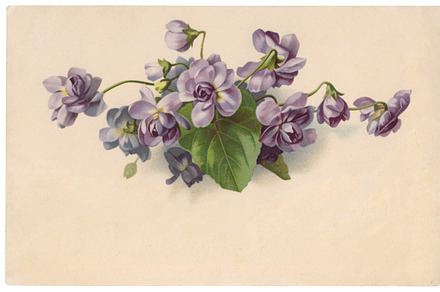 vtg greetings, violet flowers, an Illustration by Betty Nane
