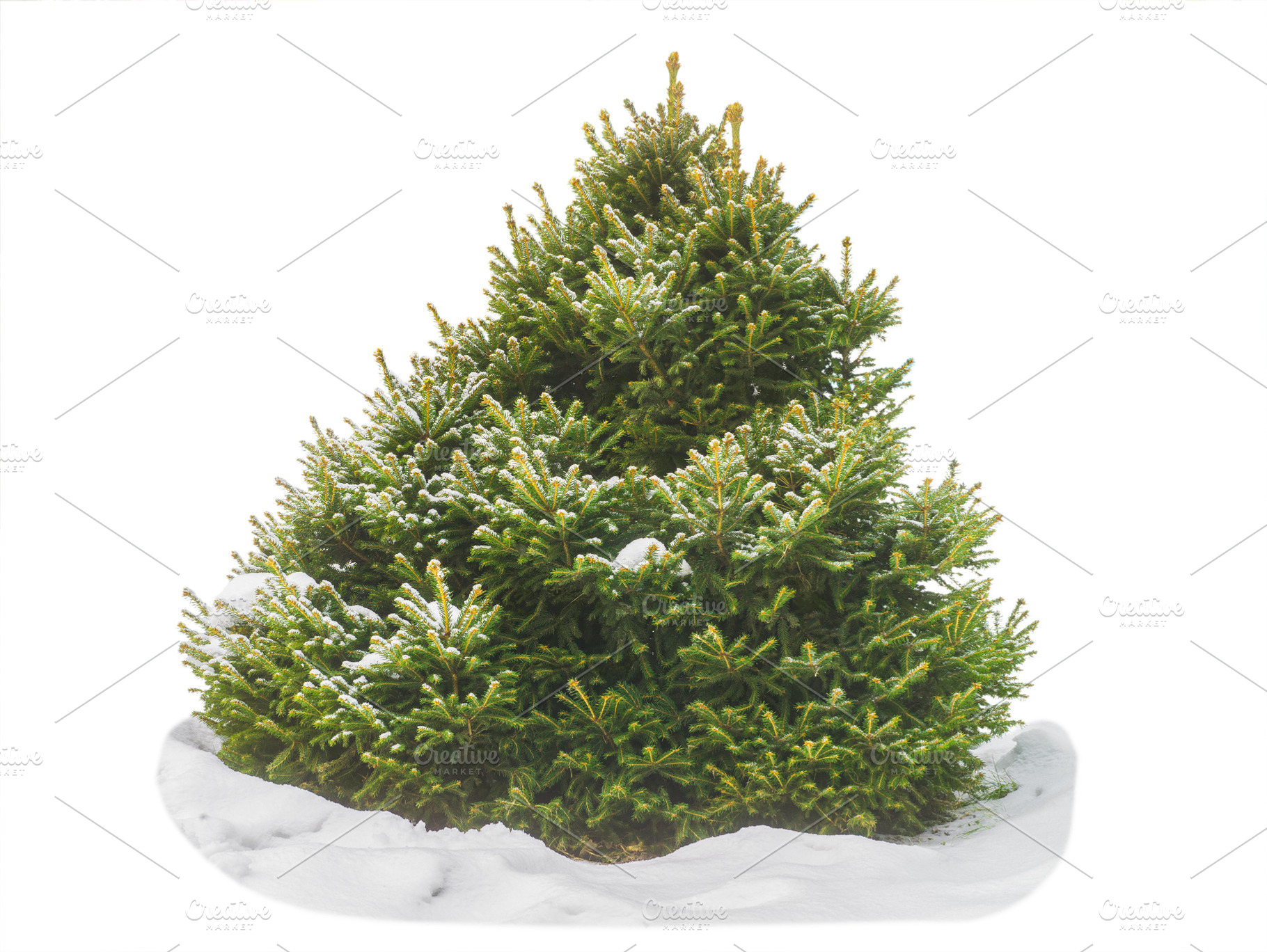 Christmas tree in the snow on a white background isolate, a Nature Photo by oleghz