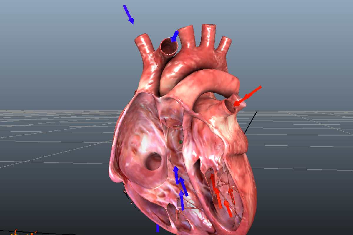 Animated Heart, a Characters & Person 3D Model by Tiger Shark Studios (Photo 2 of 3)