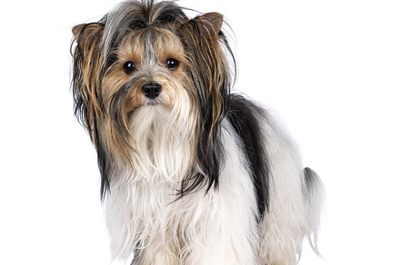 Biewer Yorkshire Terrier dog on white, an Animal Photo by Cat'chy Images by Nynke