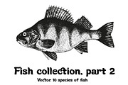 Fish collection, part 2, a Food Illustration by ZotovShop (Thumbnail 1 of 11)