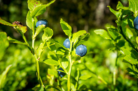 European Blueberry - bilberry - closeup view, a Nature Photo by GoodGoods