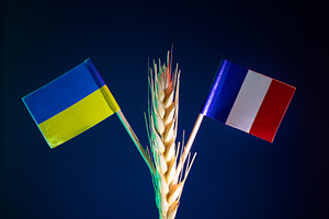 Ukrainian and French flags on wheat stalk against dark backgroun, an Industrial Photo by Ales Munt