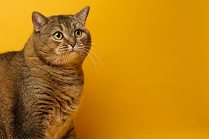 An adult gray straight-eared cat sits on a yellow background, an Animal Photo by ndanko
