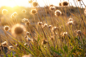 Beautiful sunrise light through thorn or bur flowers and grass stock photo