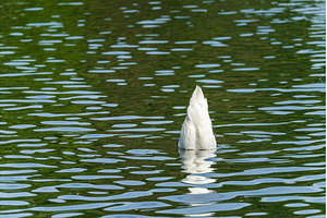 Rear view of the body of a swan, an Animal Photo by Backyard Stock