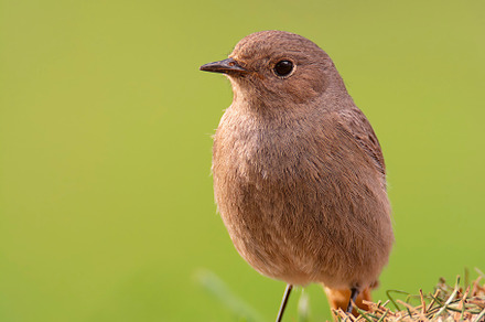 Female Common redstart in the forest., an Animal Photo by CreativePhotoSpain