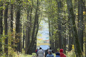 A group of people walking along a forest path surrounded by trees in autumn, wi, a Nature Photo by Textures & Backgrounds