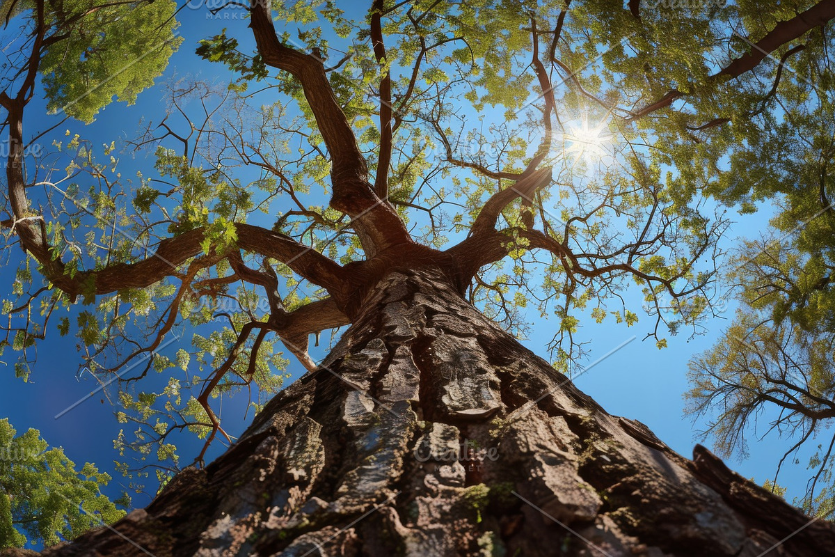 98 Trees view from below, a Nature Photo by Handmadefont (Photo 7 of 98)