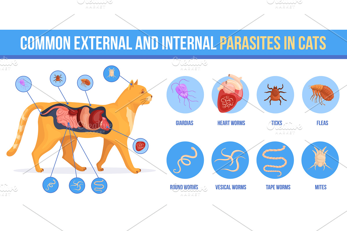 Cat parasites. Kitten skin, an Animal Illustration by Stock-Smart-Start