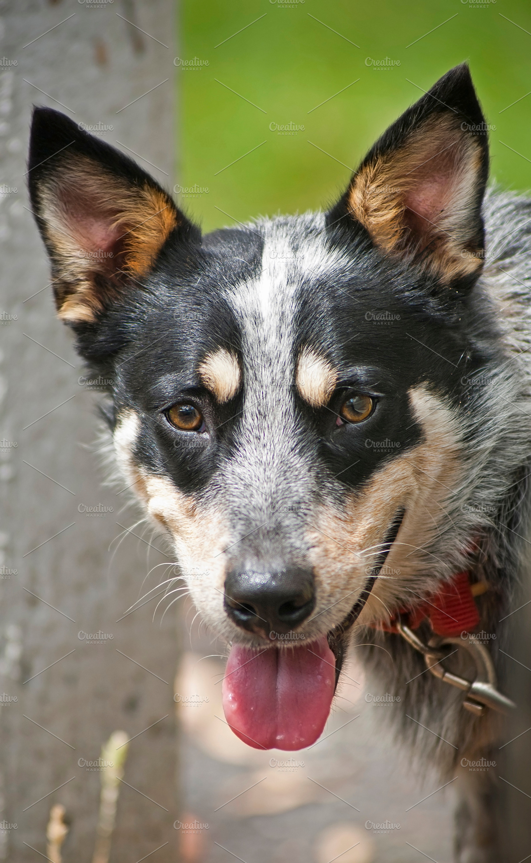 Blue Heeler Dog, an Animal Photo by THP Creative