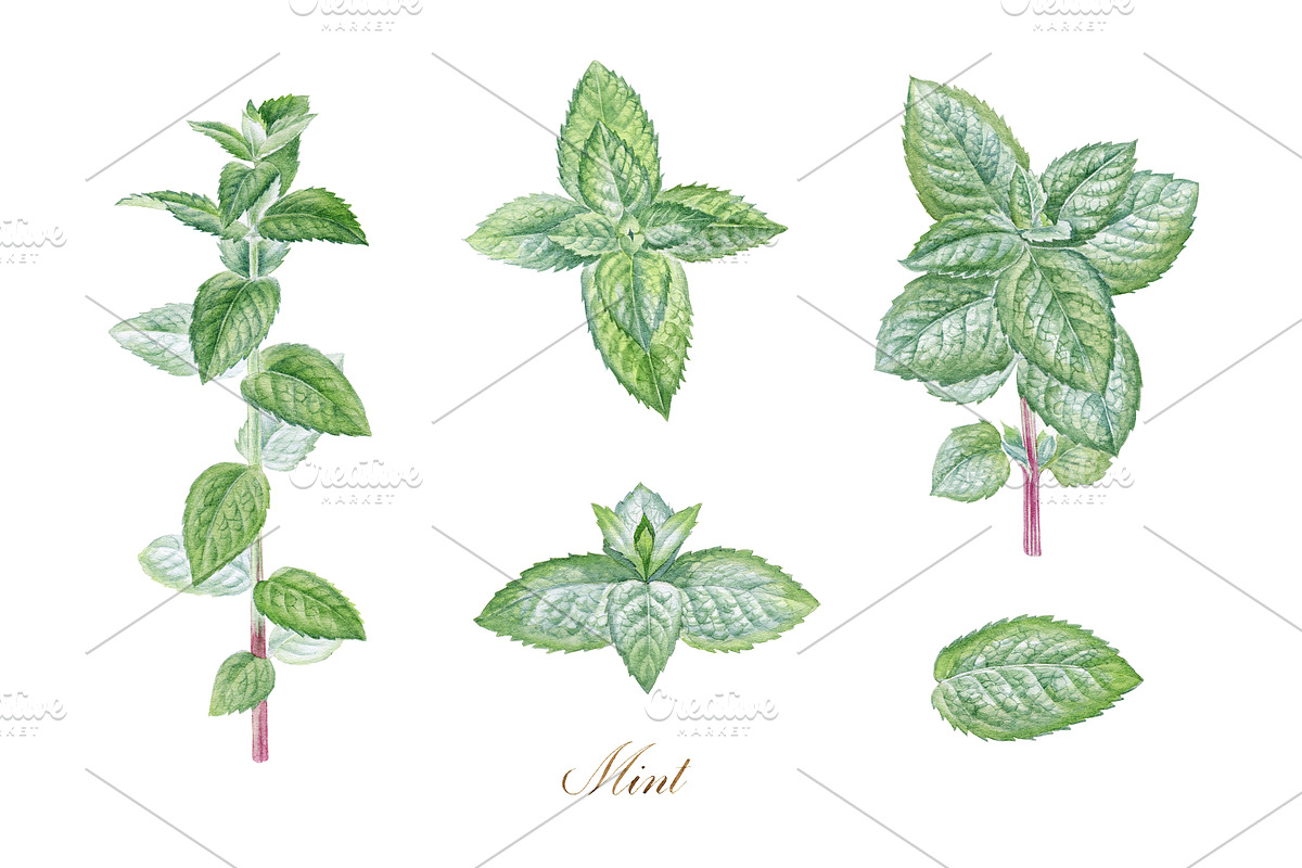 Mint, a Food Illustration by Watercolor life (Photo 2 of 6)