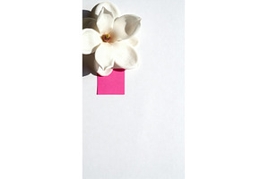 White magnolia flower with pink, a Nature Photo by tilialucida