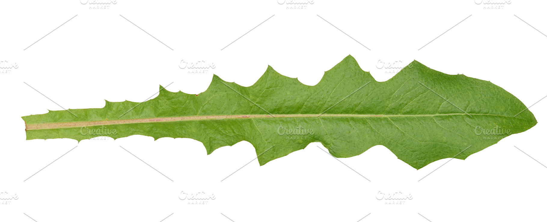 Green carved dandelion leaf with jagged edge on isolated backgro, a Nature Photo by ndanko
