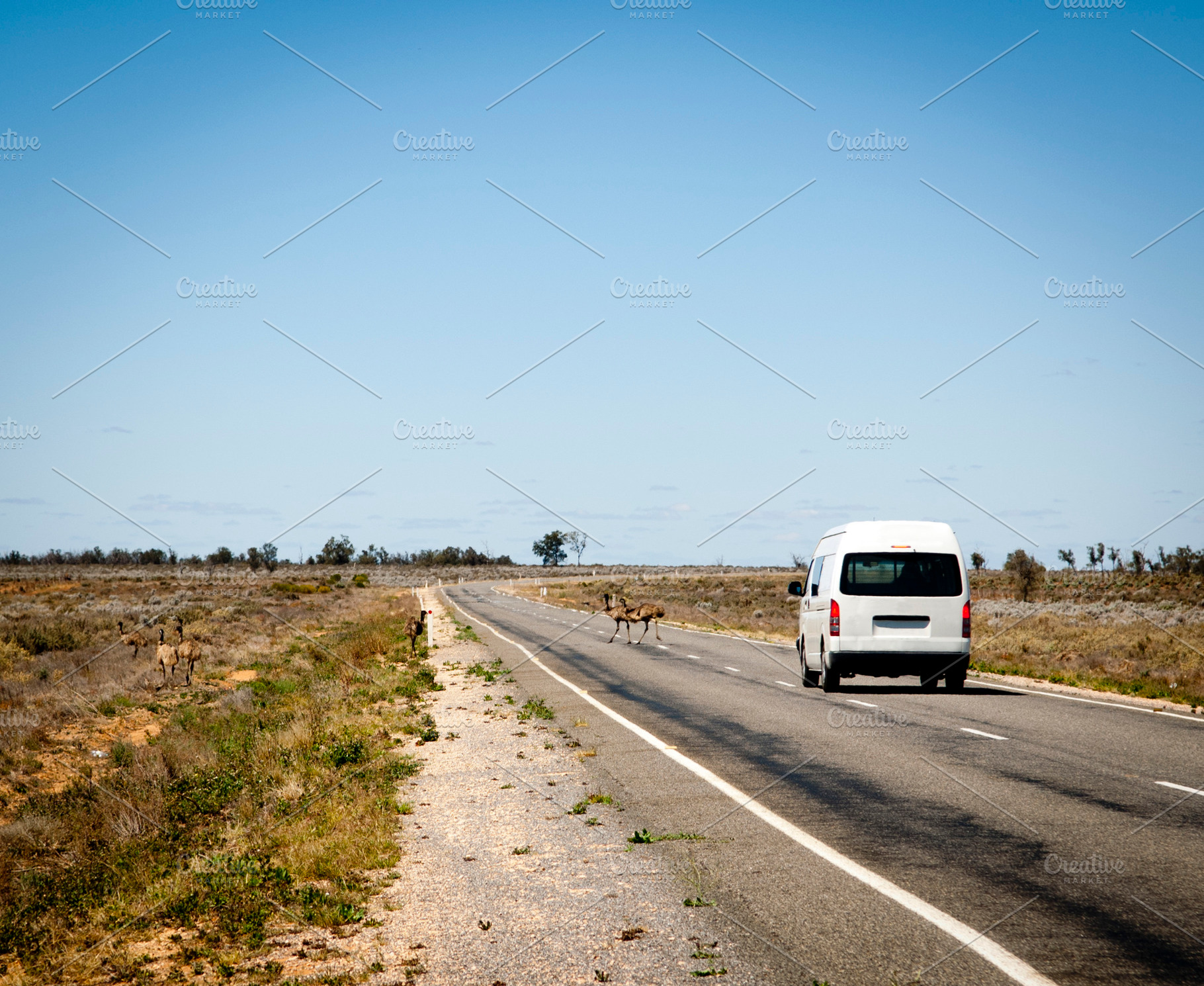 Emu Crossing Road, an Animal Photo by THP Creative