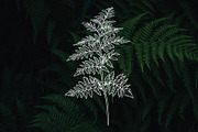 Forest Botany Line Art + Procreate, a Brush Add-On by Skliarova (Thumbnail 6 of 6)