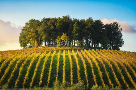 Trees and vineyards in Chianti