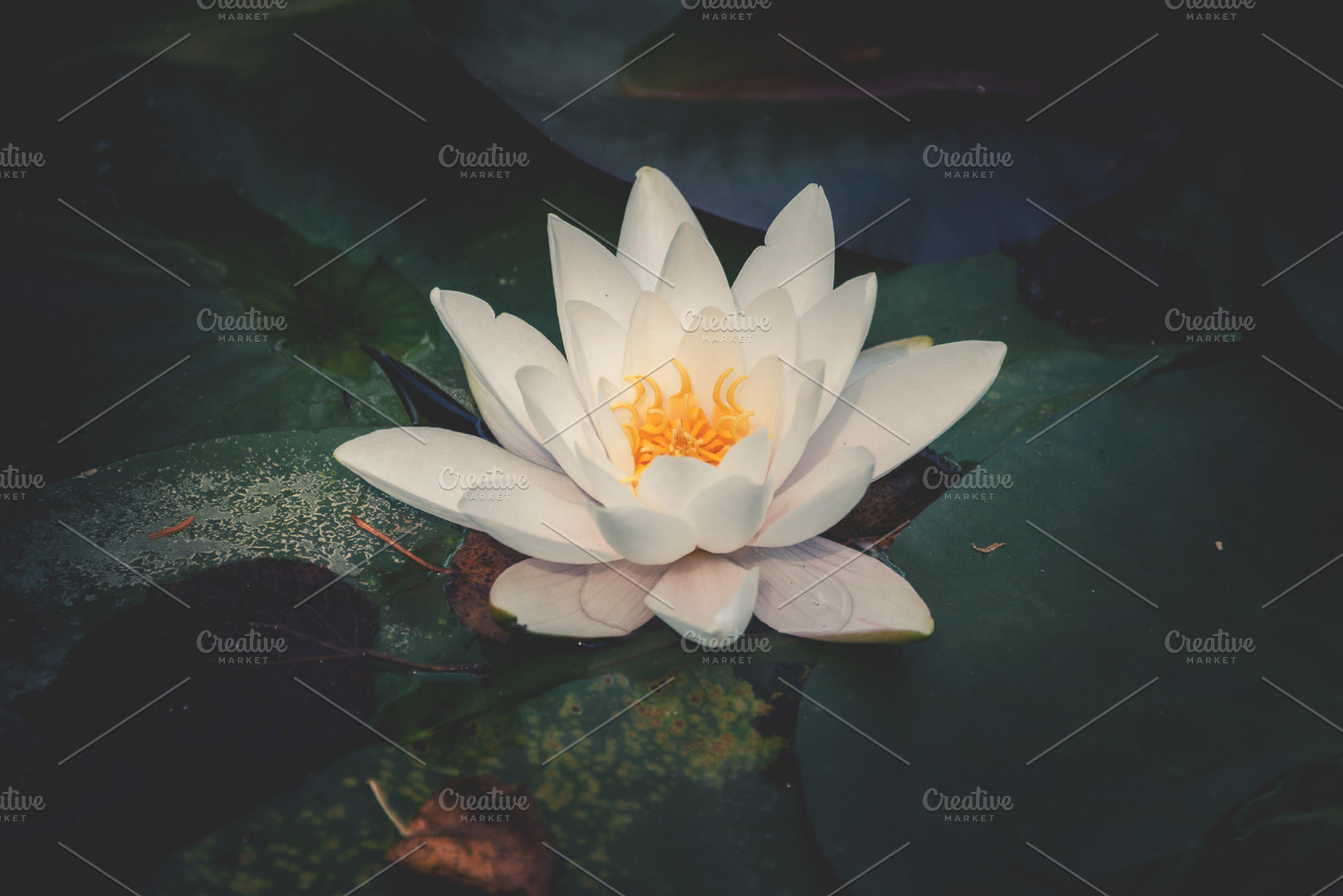 Waterlilly in a garden pond, a Background Photo by HrastovaSiska