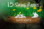 Spring Rabbits Stock Photo Bundle, a Social Media Template by Elijah (Thumbnail 1 of 5)