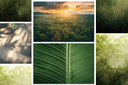 Green Harmony Stock Photo Bundle, a Nature Photo by Elena Dorosh (Thumbnail 9 of 10)