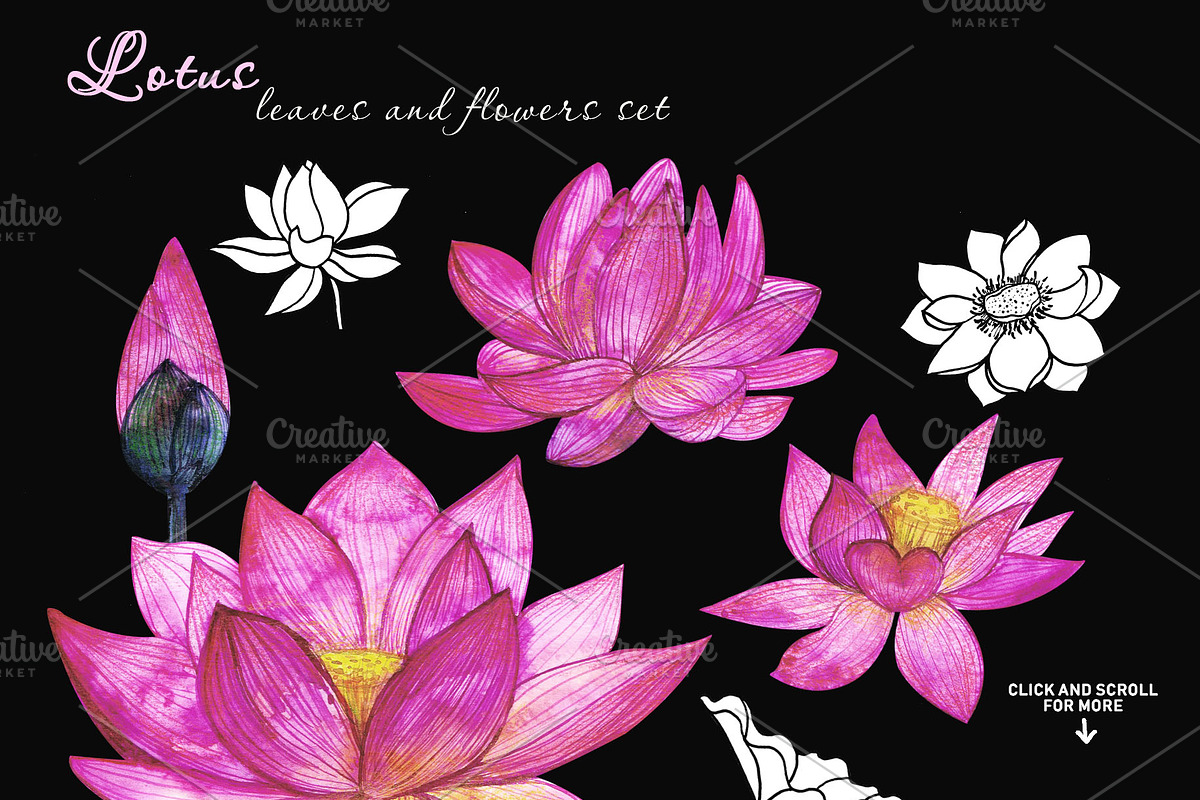 Lotus flowers and leaves, a Decorative Illustration by Art AleshkaK (Photo 2 of 3)