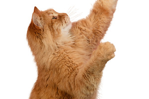 A fluffy ginger cat stretches upward, extending its front paw. T, an Animal Photo by ndanko