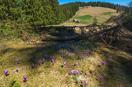Blooming purple violet Crocus heuffelianus (Crocus vernus) alpin, a Nature Photo by YuriyB