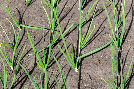 Green onion sprouts in the garden, a Food & Drink Photo by Schreibikus