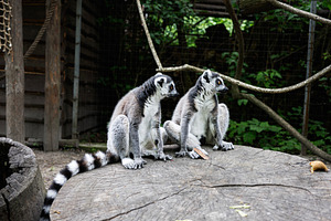 Two ring tailed lemurs resting on a wooden platform in a natural park setting, a Photo by AS photostudio
