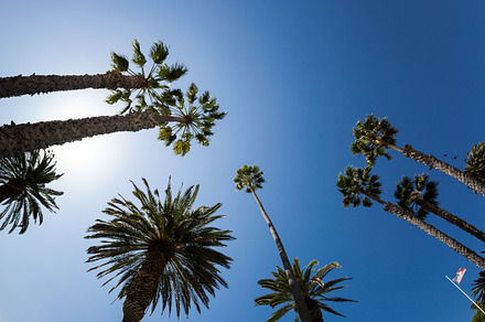 Palm trees in california containing summer, summertime, and vacation