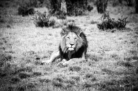 Majestic Lion