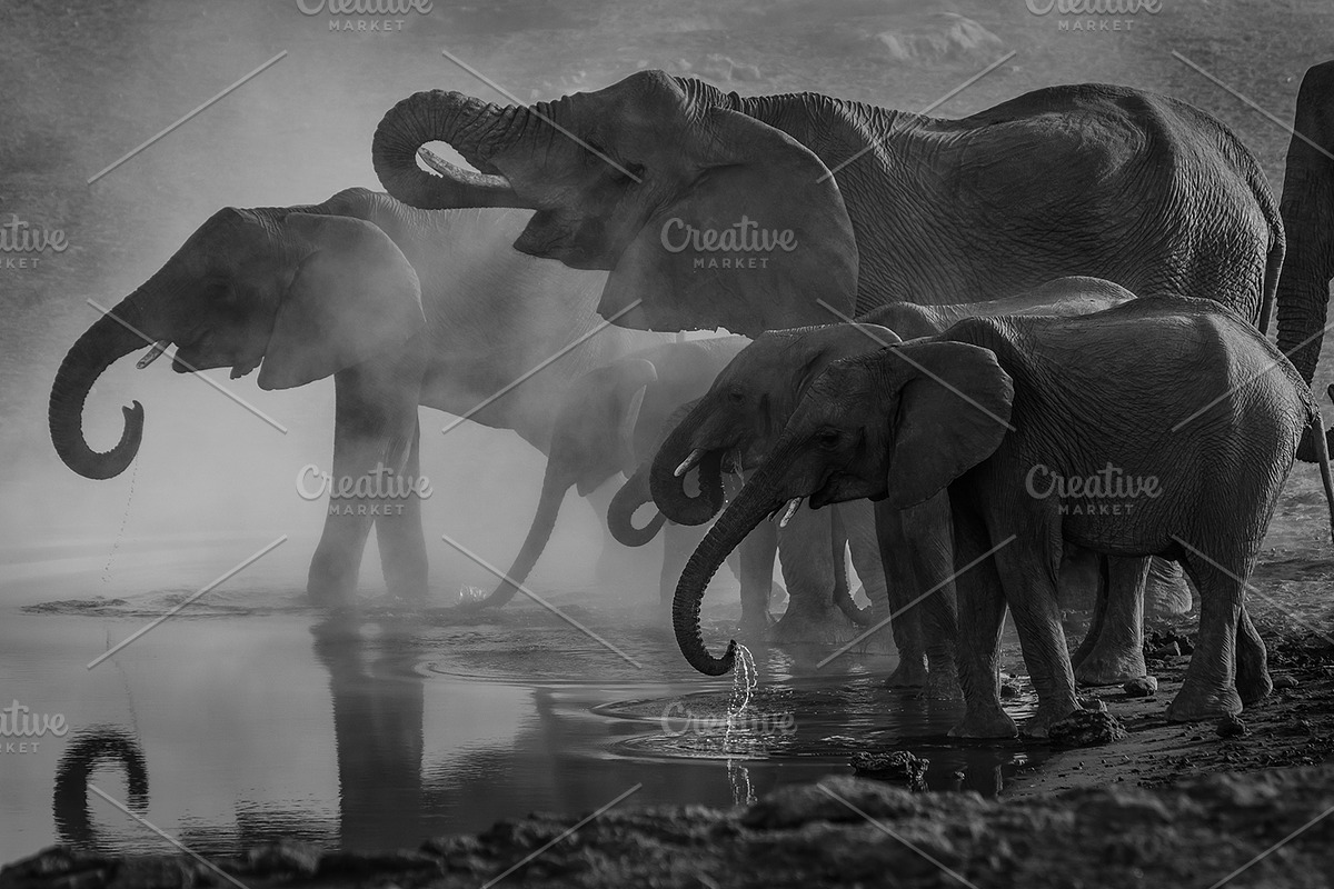 Black and White Lightroom Presets, an Action Add-On by I & M Lightroom Presets (Photo 2 of 6)