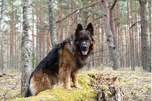 German Shepherd Dog in profile view, an Animal Photo by COLORFUL