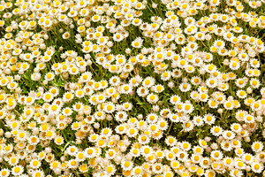 Everlastings or Coastal Fynbos Flowers, a Nature Photo by THP Creative
