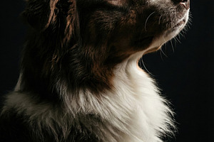 Majestic Australian Shepherd Dog, an Animal Photo by Virgo Studio