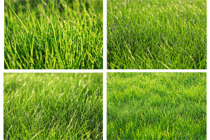 Green grass set, a Photo by saiko3p
