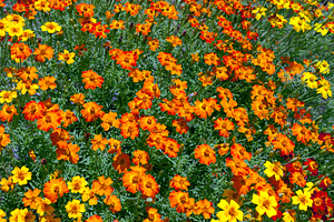 Flower background, a Nature Photo by BOOCYS